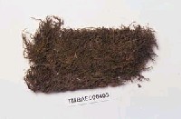 藏品(巨葉卷柏苔)的圖片